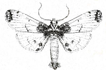 Analyta albicillalis