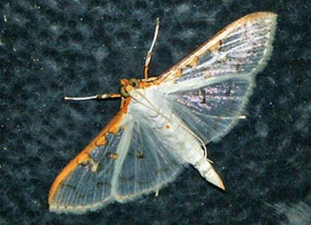 Palpita austrannulata
