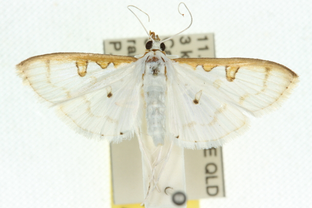Palpita austrannulata