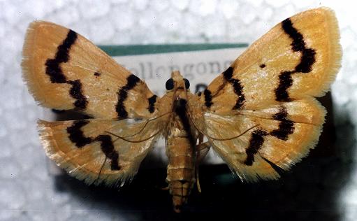 Dichocrocis clytusalis