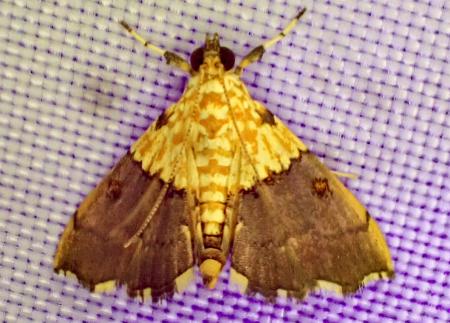 Agrotera genuflexa