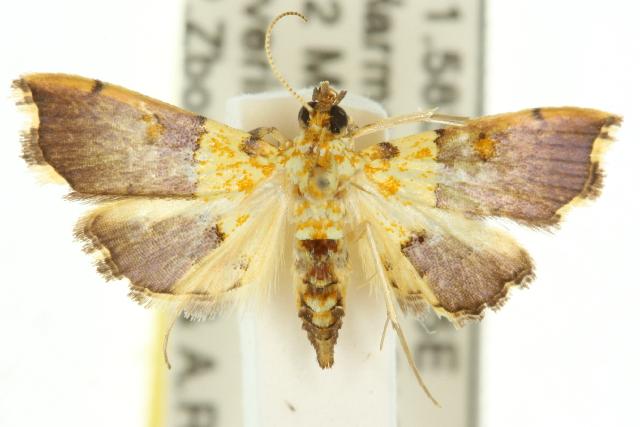 Agrotera genuflexa