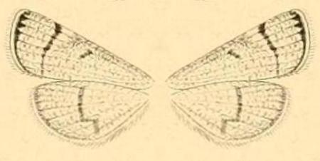 Parapoynx hartoghialis