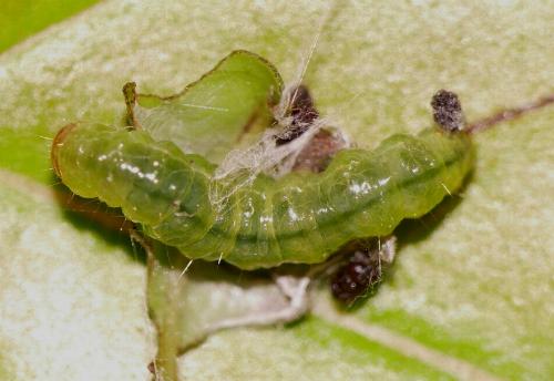 Cotachena histricalis