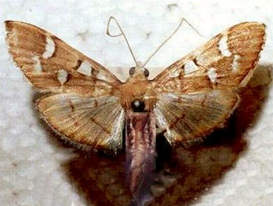 Cotachena histricalis