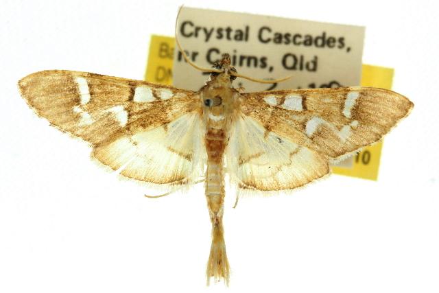 Cotachena histricalis