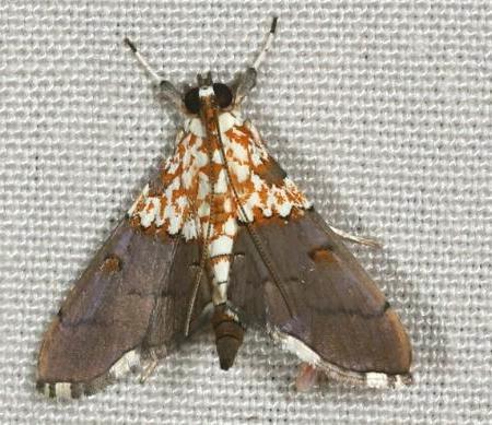 Agrotera longitabulata