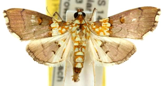Agrotera longitabulata