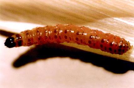 Conogethes punctiferalis larva