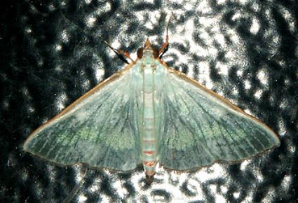 Arthroschista tricoloralis