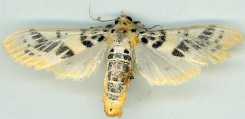 Pachynoa xanthochyta
