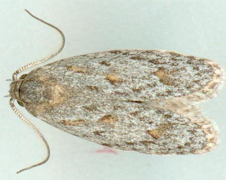 Phylomictis lintearia