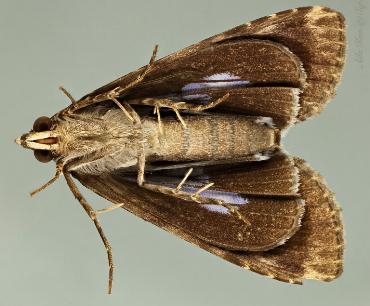 Lophoptera abbreviata