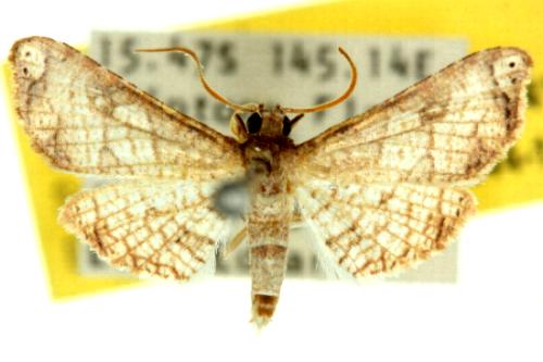 Hypolamprus bastialis