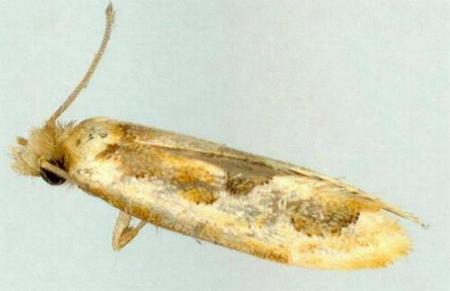 Moerarchis placomorpha