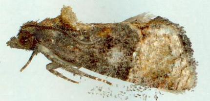 Thaumatotibia aclyta