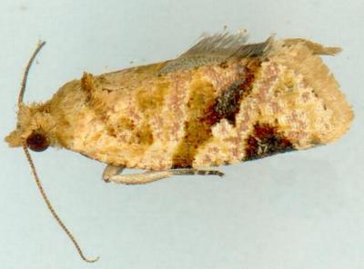 Epitymbia eudrosa