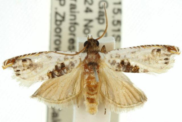 Caenognosis incisa