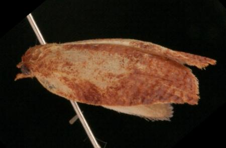 Procalyptis parooptera