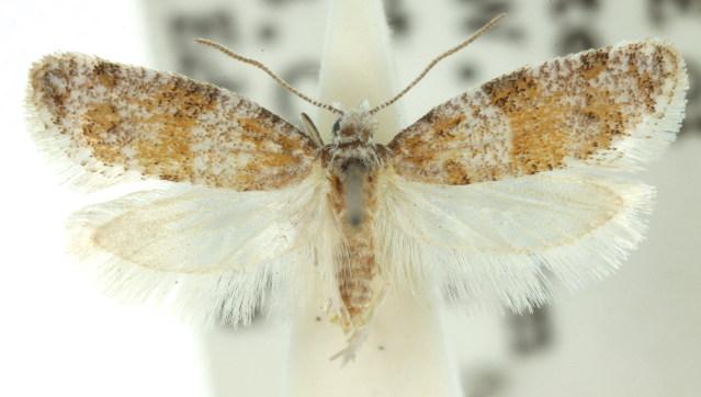 Proselena tenella