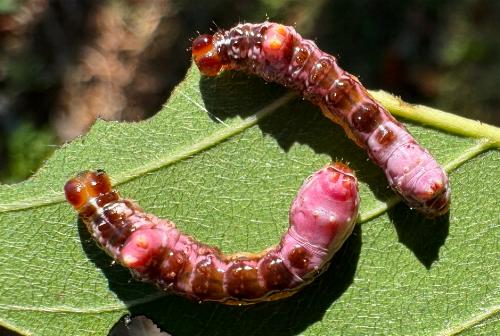 Epiplema coeruleotincta