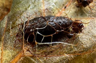 Epiplema coeruleotincta