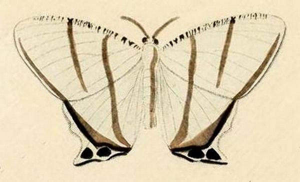 Cyphura geminia