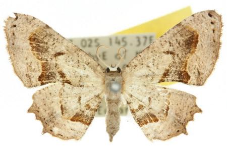 Balantiucha leucocephala