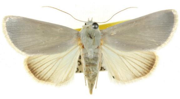 Westermannia argentata