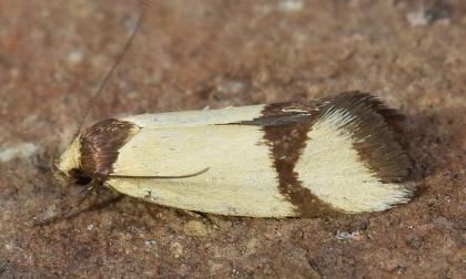 Brachynemata cingulata