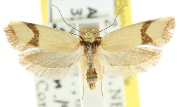 Brachynemata cingulata