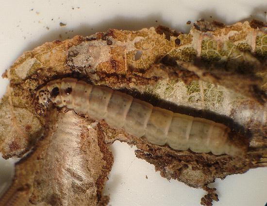 Chrysonoma fascialis