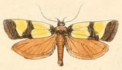 Chrysonoma fascialis