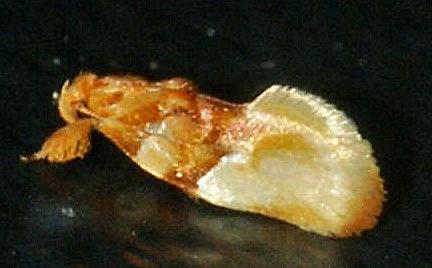 Habroscopa iriodes