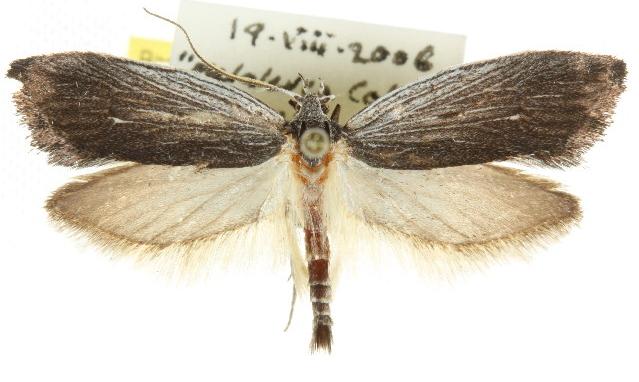 Antipterna stichoptis