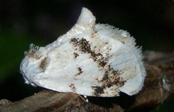 Niphopyralis chionesis