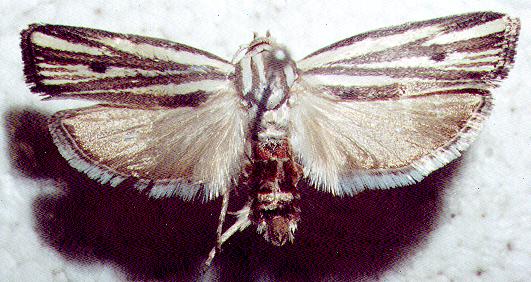 Xylorycta austera