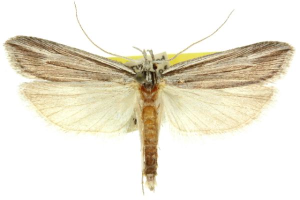 Hyponomeuta viduata