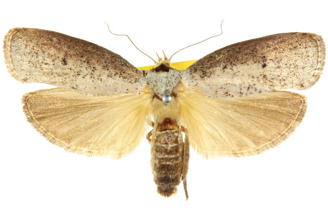 Caenorycta xylomima