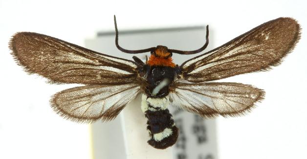 Hestiochora continentalis