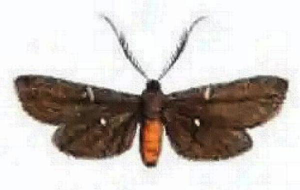 Myrtartona rufiventris