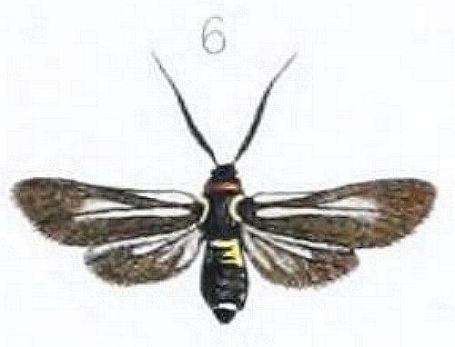 Hestiochora tricolor