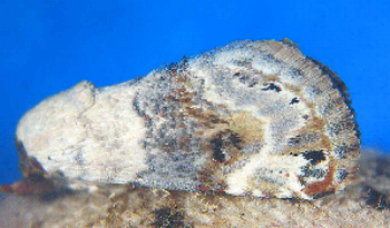 Coccidiphaga scitula