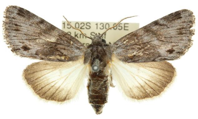 Calophasidia cana