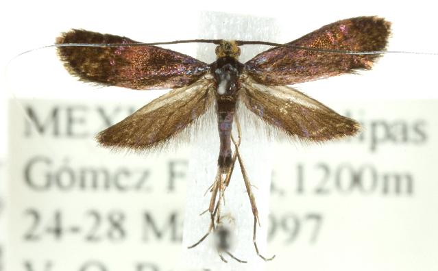 Adela aethiops