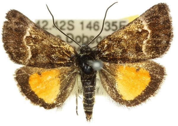 Dirce solaris