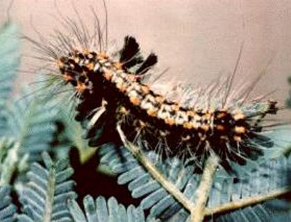 Asura cervicalis larva