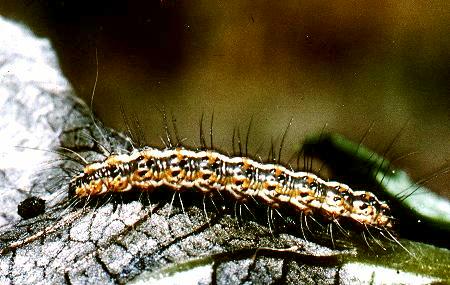 Utetheisa lotrix larva