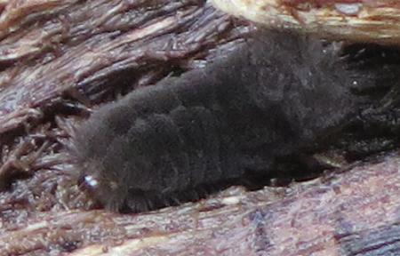Asura lydia larva