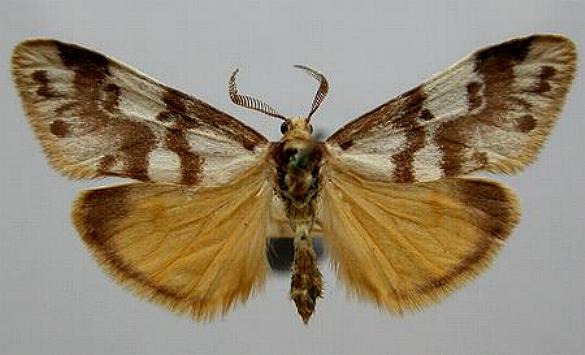 Anestia ombrophanes male
